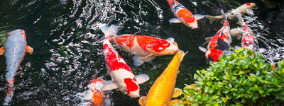 bio-koi